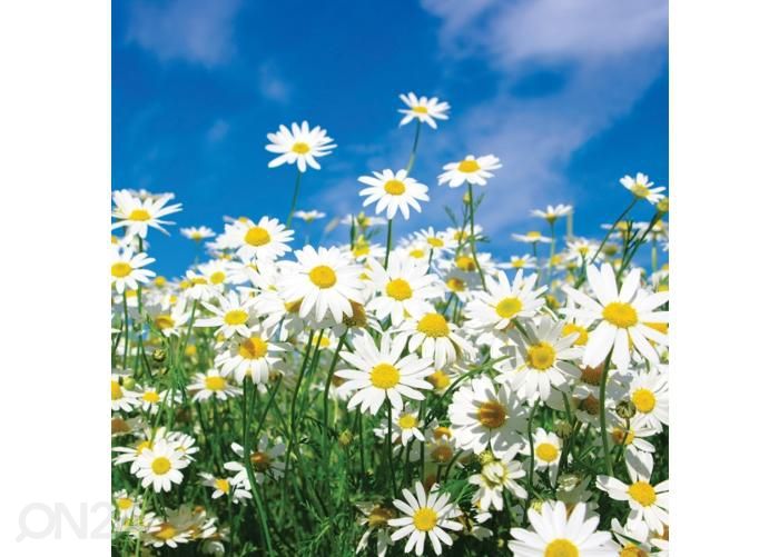 Напольная наклейка Daisy 170x170 см увеличить