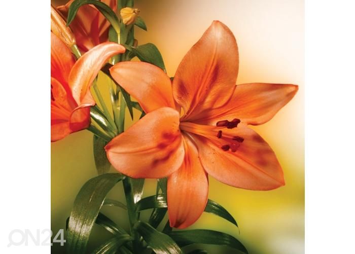 Напольная наклейка Lily 170x170 см увеличить