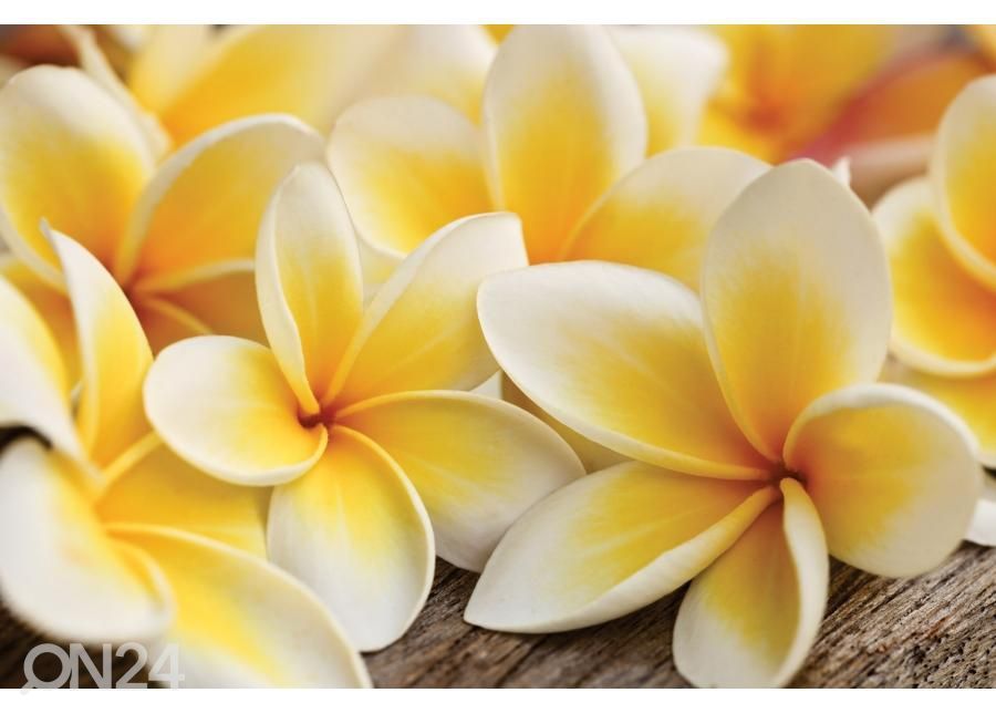 Напольная наклейка Plumeria 255x170 см увеличить