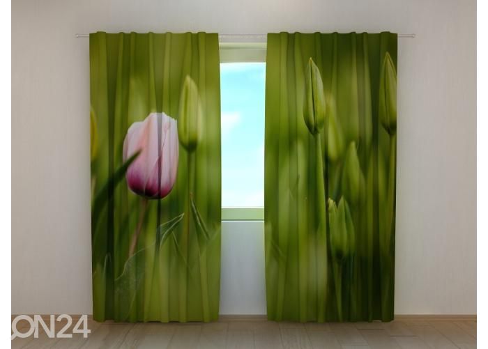 Полузатемняющая фотоштора First Pink Tulip 240x220 см увеличить