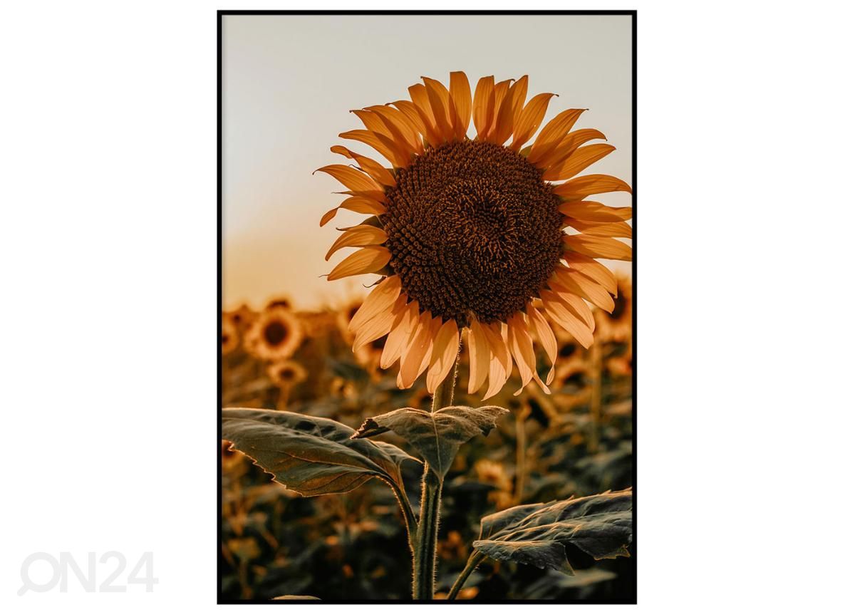 Постер Подсолнухи I 40x50 см увеличить