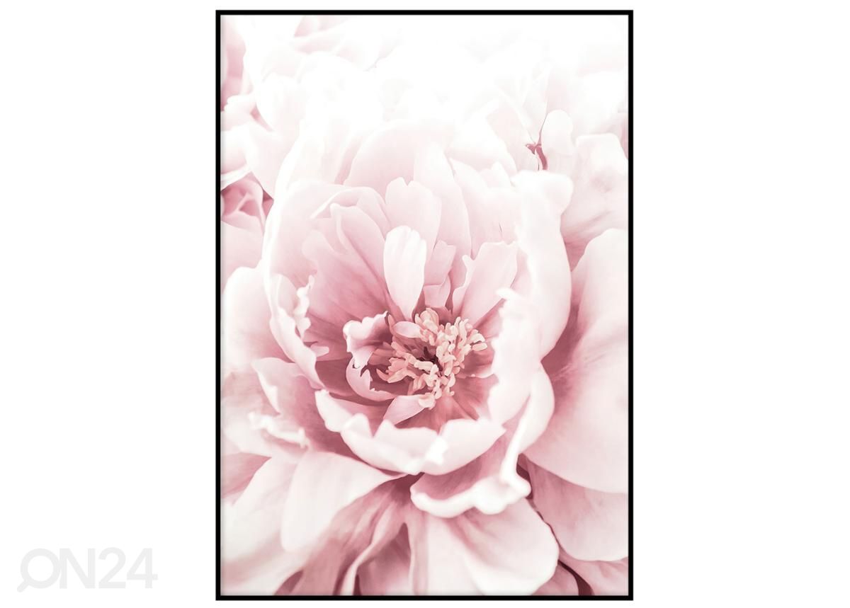 Постер Розовый цветок II 50x70 см увеличить