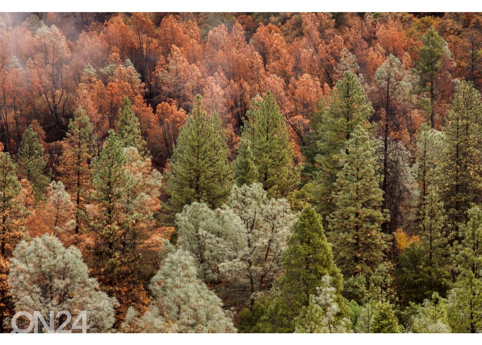 Самоклеящиеся фотообои Beautiful Forest увеличить