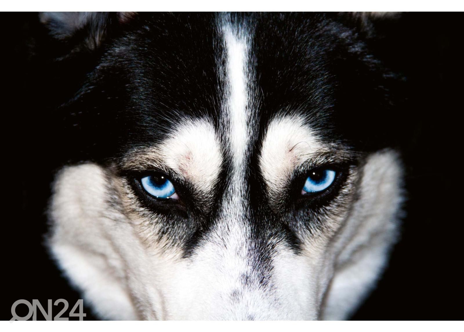 Самоклеящиеся фотообои Blue Eyes Husky увеличить