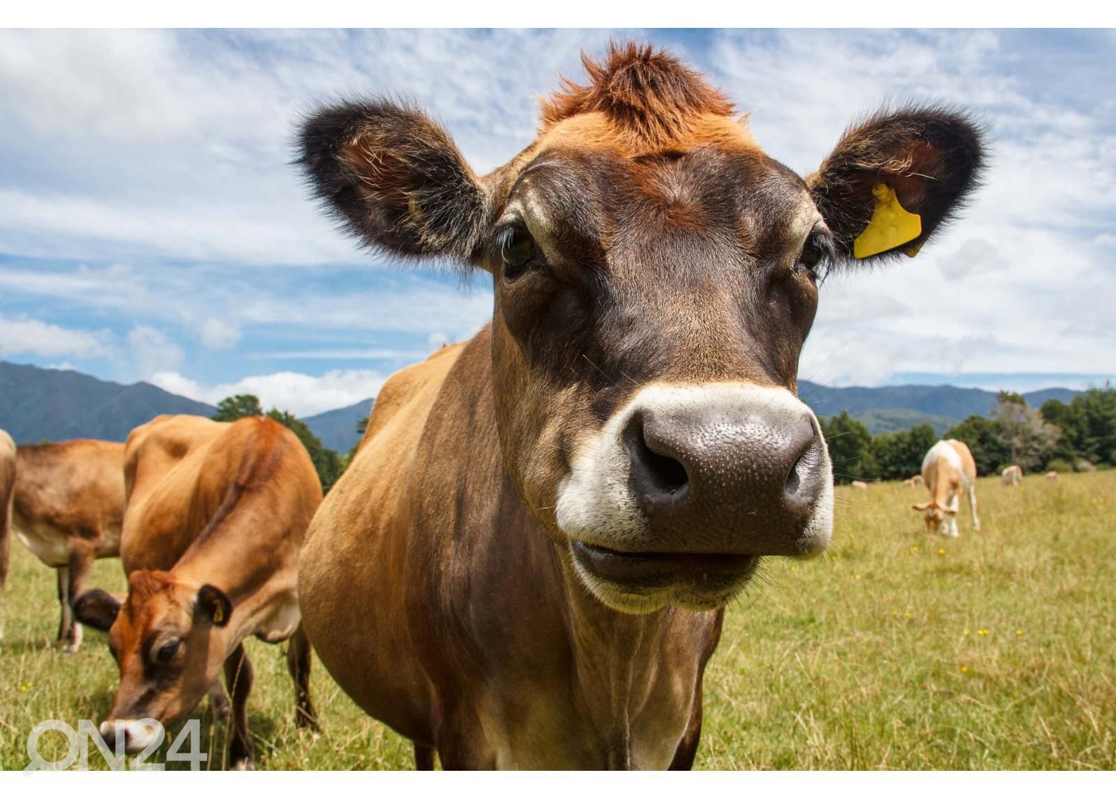 Самоклеящиеся фотообои Chewing Cow Looking Surprisingly Straight увеличить