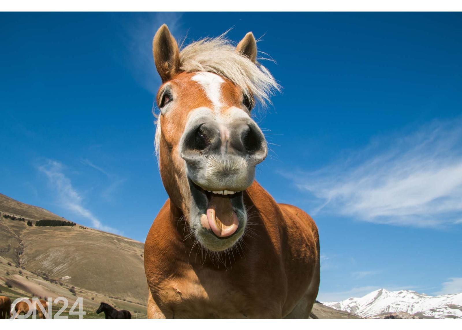 Самоклеящиеся фотообои Funny Shot Of Horse увеличить