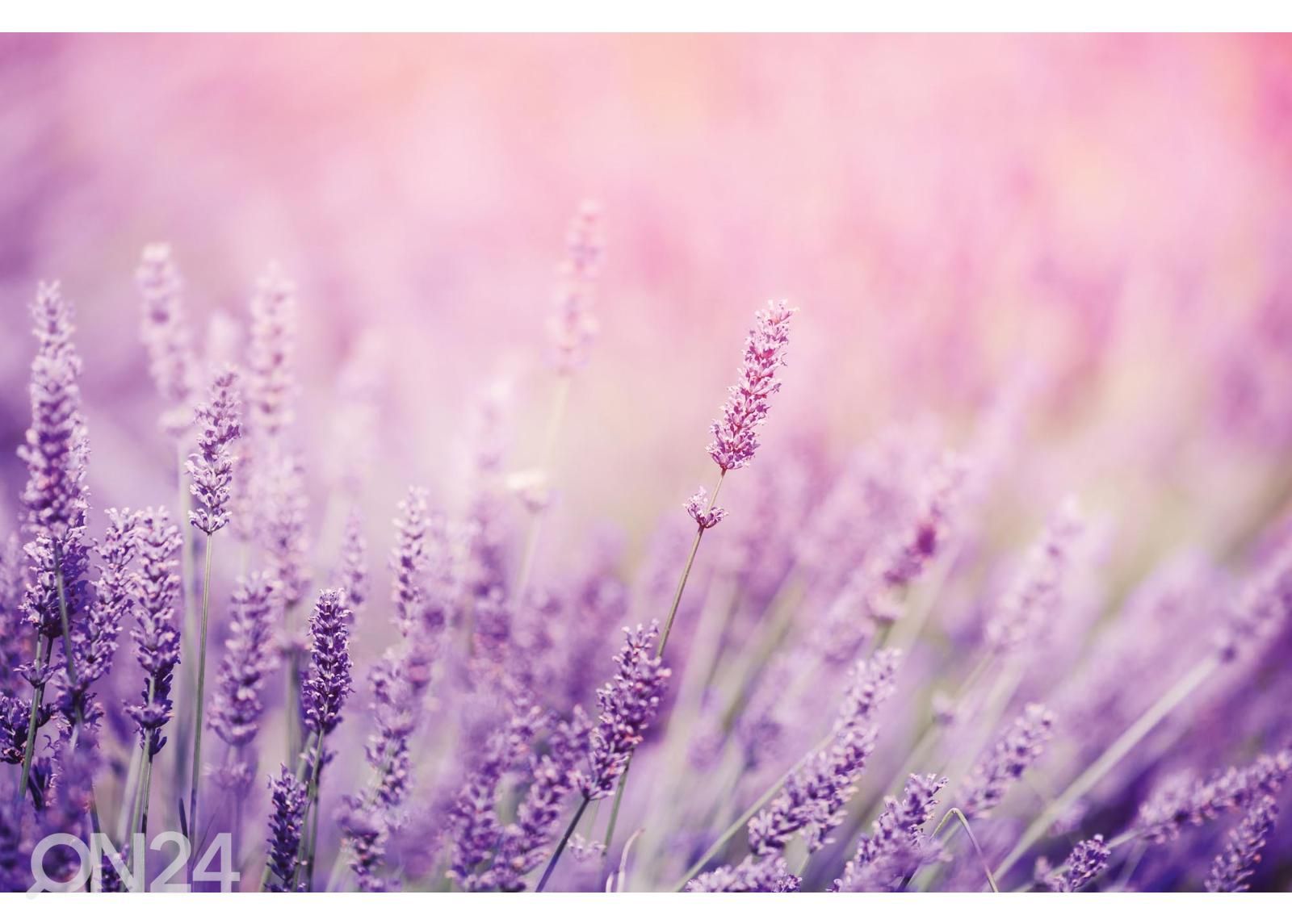 Самоклеящиеся фотообои Lavender увеличить