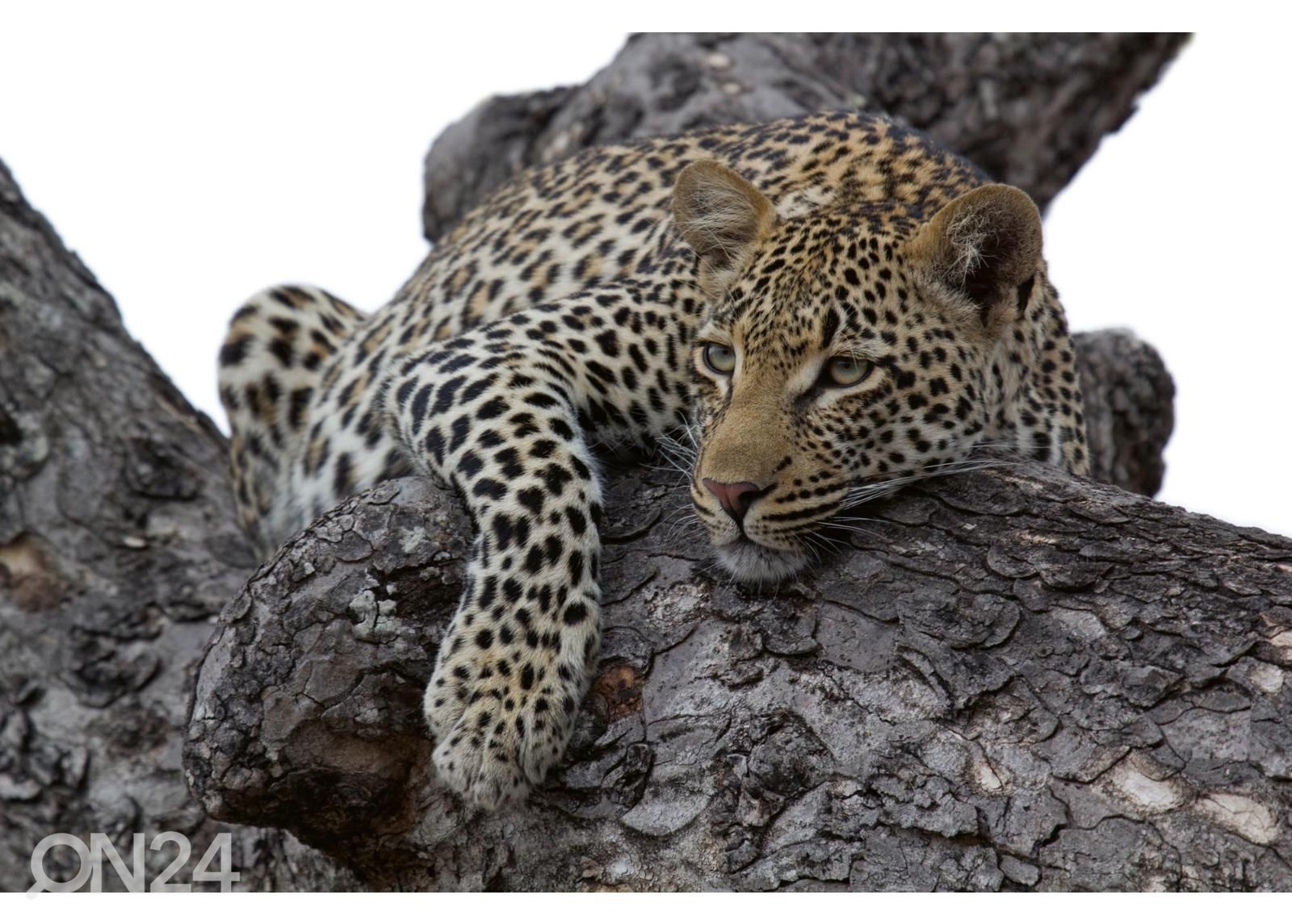 Самоклеящиеся фотообои Leopard In Tree увеличить