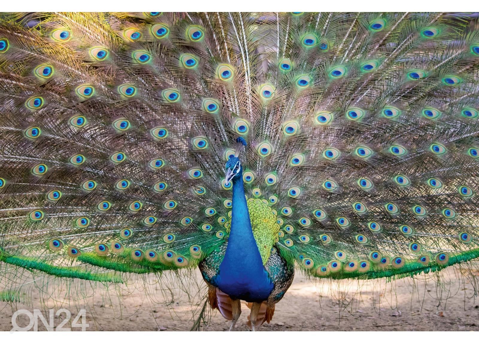 Самоклеящиеся фотообои Peacock Showing Its Beautiful Feathers увеличить