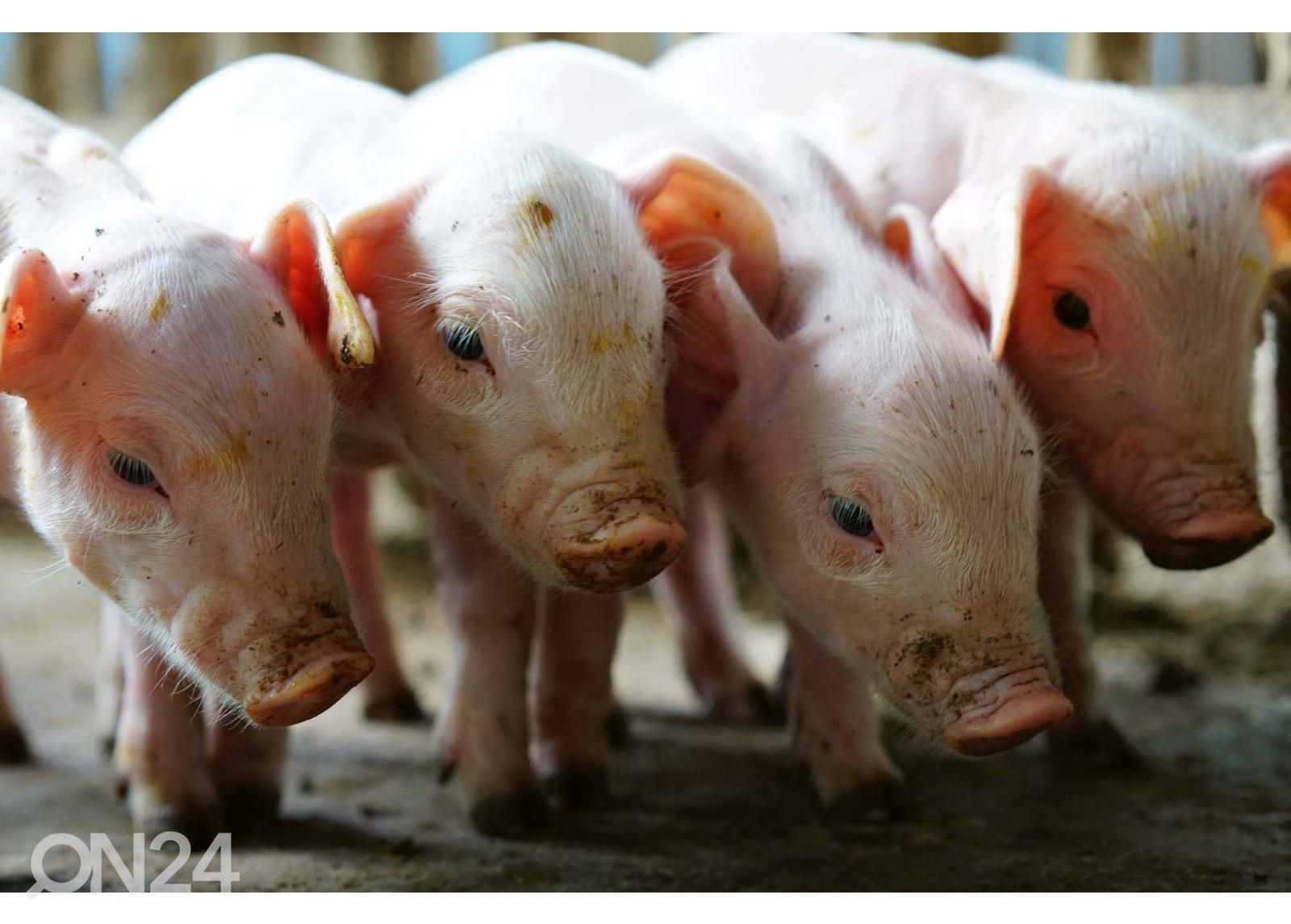 Самоклеящиеся фотообои Small Pigs In The Farm увеличить