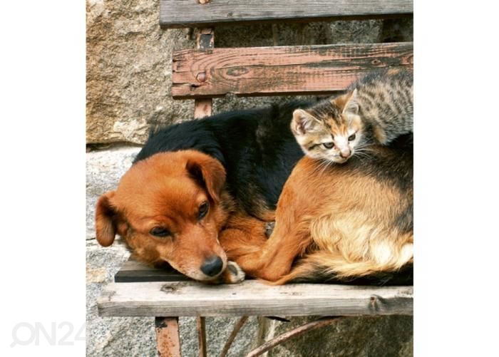 Флизелиновые фотообои Cat and dog 225x250 см увеличить