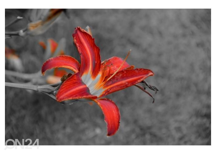 Флизелиновые фотообои Flower 416x290 см увеличить