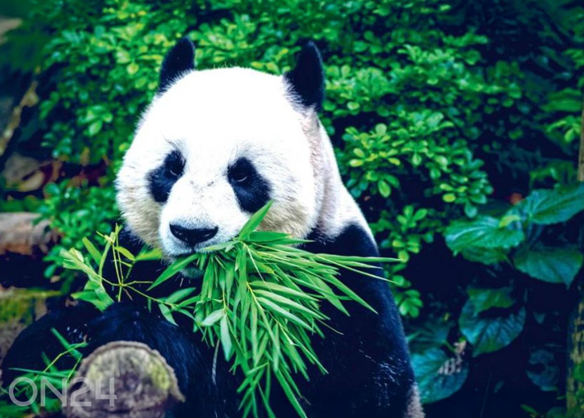 Флизелиновые фотообои Giant Panda 368x254 см увеличить