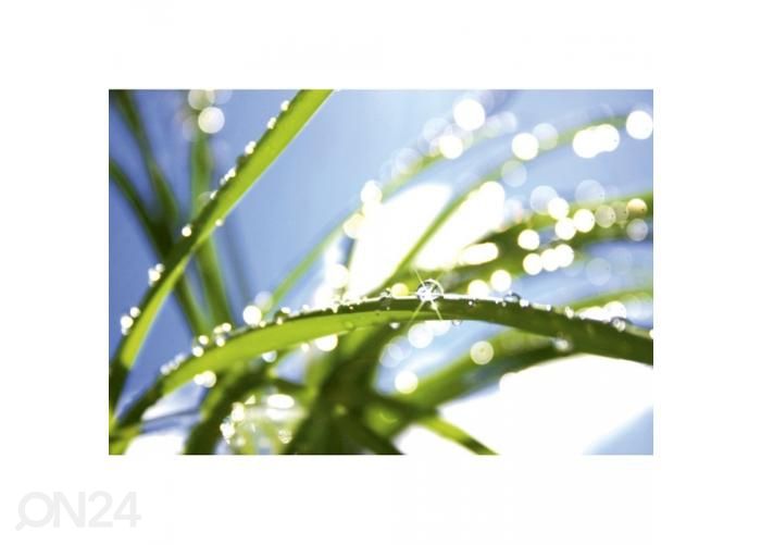 Флизелиновые фотообои Grass 375x250 см увеличить