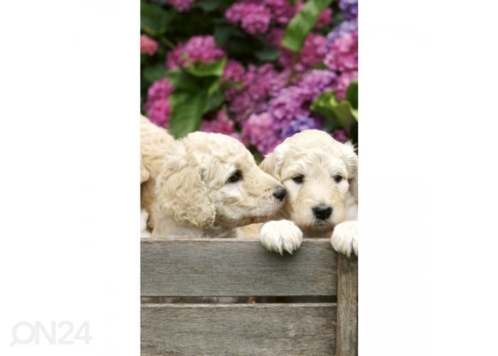 Флизелиновые фотообои Labrador puppies 150x250 см увеличить