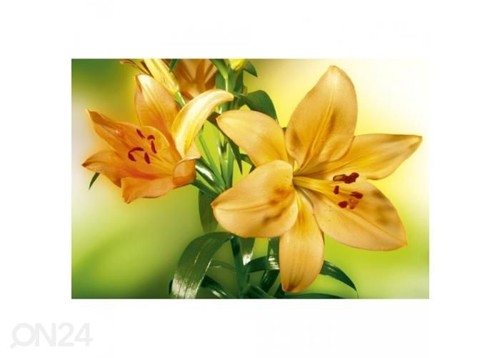 Флизелиновые фотообои Lily 375x250 см увеличить