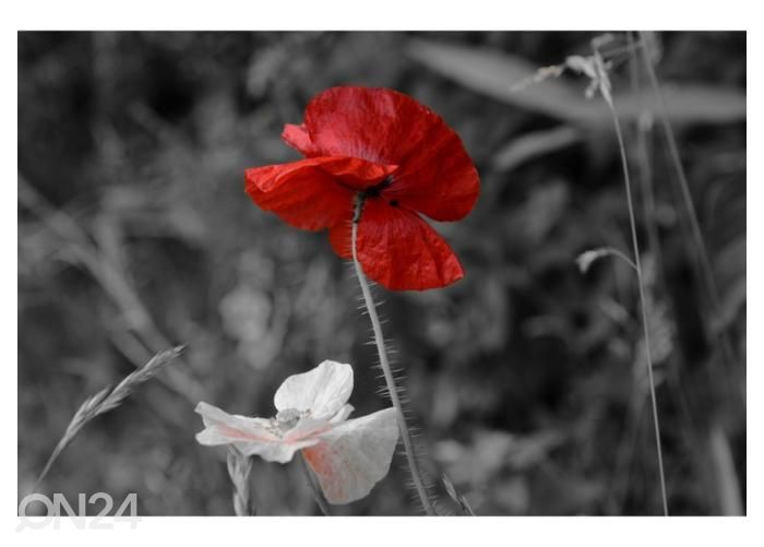 Флизелиновые фотообои Poppies 416x290 см увеличить