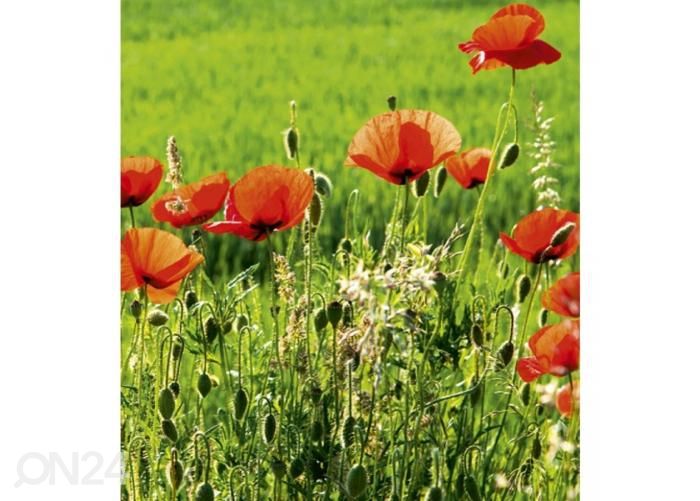 Флизелиновые фотообои Poppy field 225x250 см увеличить