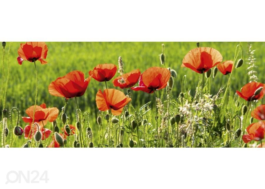 Флизелиновые фотообои Poppy field 375x150 см увеличить