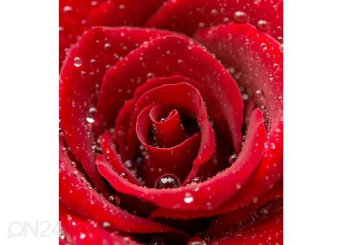 Флизелиновые фотообои Red rose 150x250 см увеличить