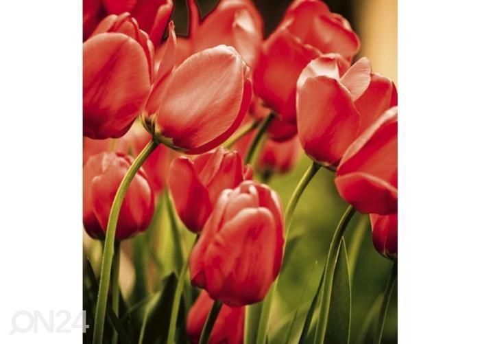 Флизелиновые фотообои Red tulips 225x250 см увеличить