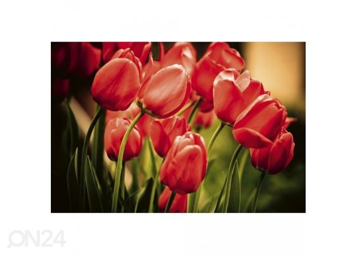 Флизелиновые фотообои Red tulips 375x250 см увеличить