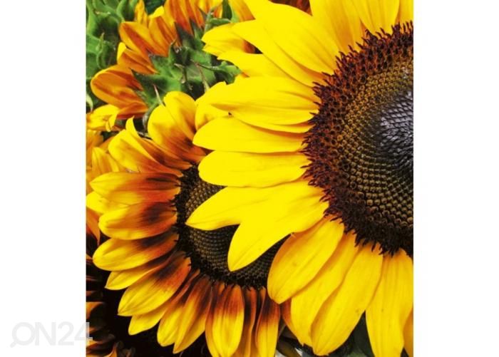 Флизелиновые фотообои Sunflowers 225x250 см увеличить