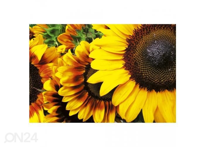 Флизелиновые фотообои Sunflowers 375x250 см увеличить