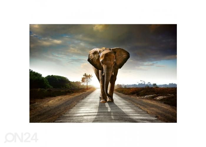 Флизелиновые фотообои Walking elephant 375x250 см увеличить
