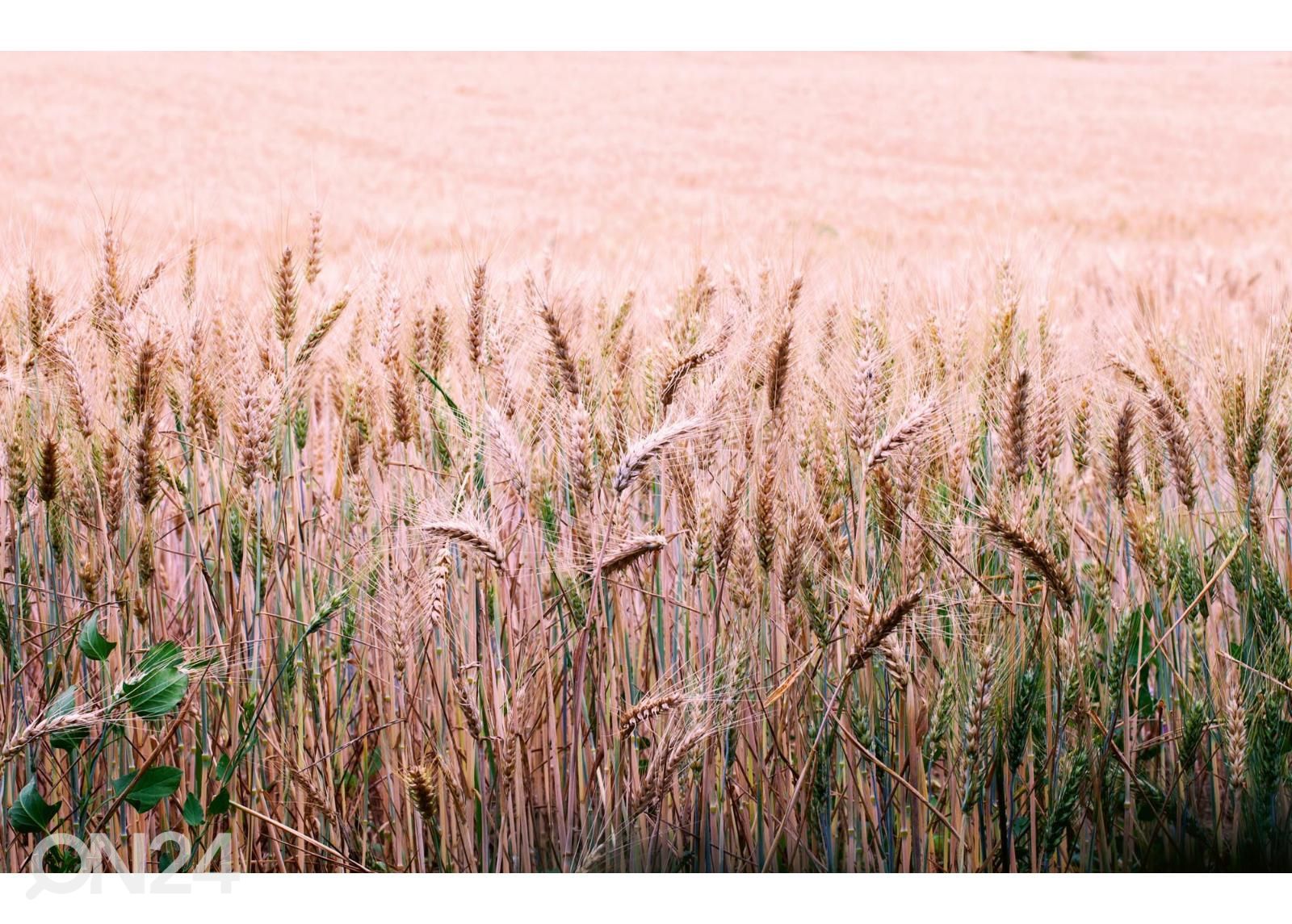 Флизелиновые фотообои Wheat Field увеличить
