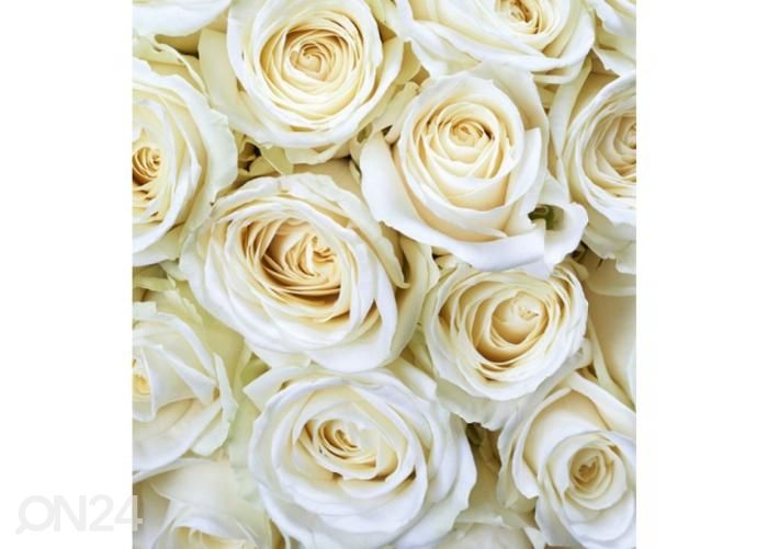 Флизелиновые фотообои White roses 225x250 см увеличить