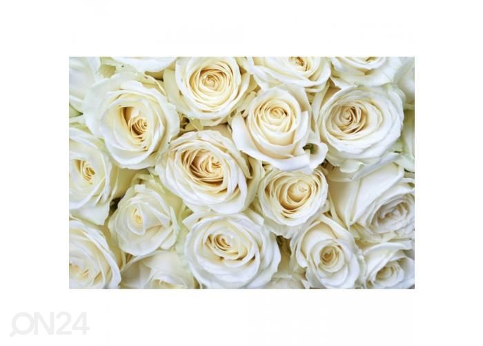 Флизелиновые фотообои White roses 375x250 см увеличить