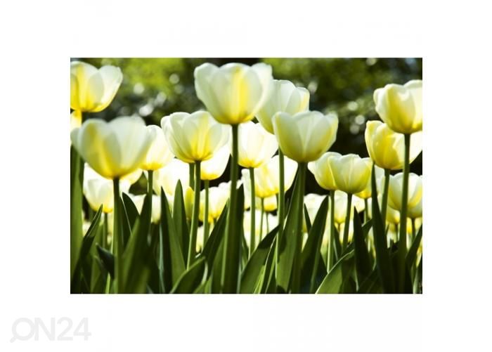 Флизелиновые фотообои White tulips 225x250 см увеличить