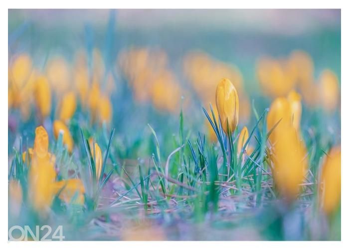 Флисовые фотообои Crocus Flowers 400x260 см увеличить