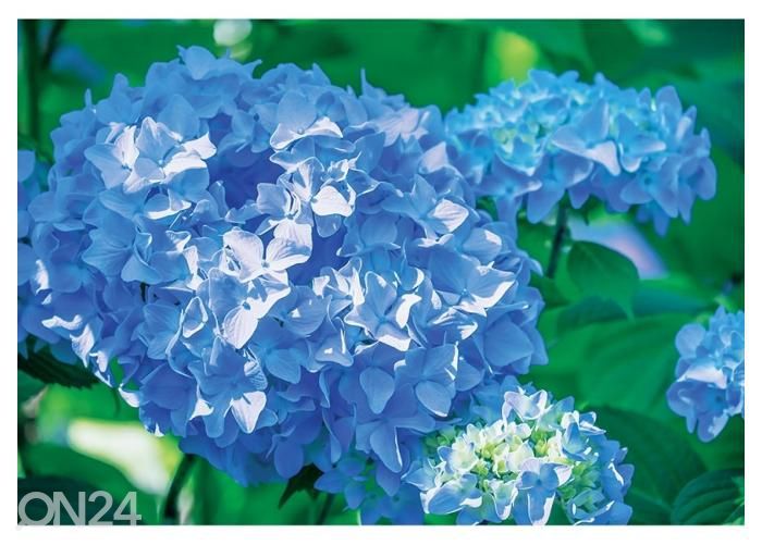 Флисовые фотообои Hydrangea 368x254 см увеличить