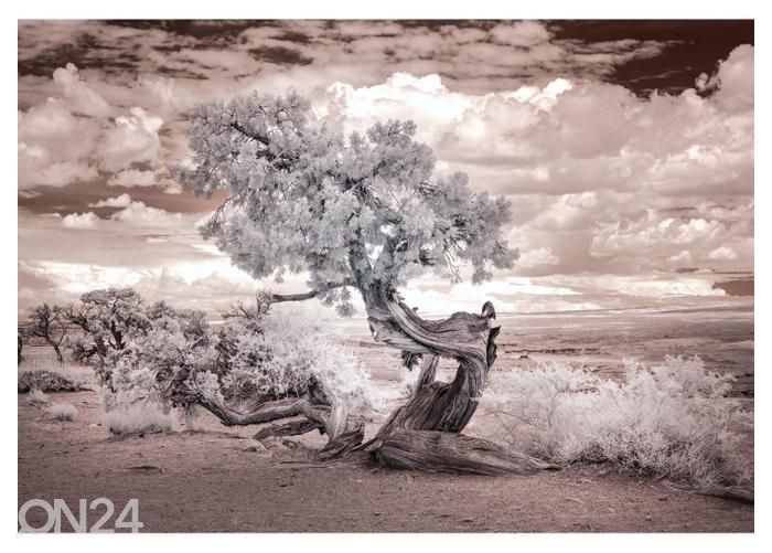 Флисовые фотообои Twisted Tree in the Desert 368x254 см увеличить