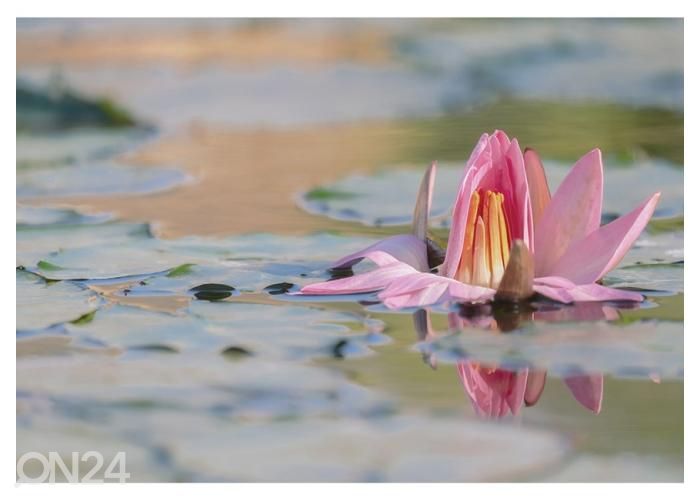 Флисовые фотообои Water Lily 400x260 см увеличить