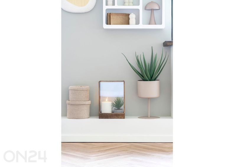 Алоэ вера 1 шт. увеличить