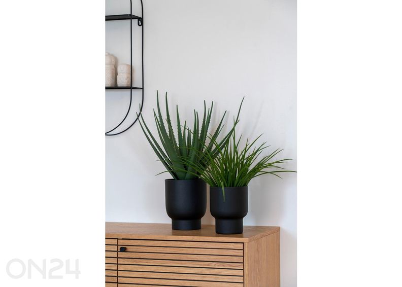 Алоэ вера 1 шт. увеличить