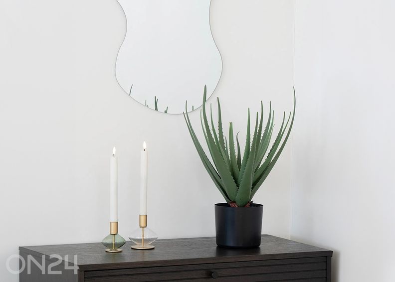 Алоэ вера 1 шт. увеличить