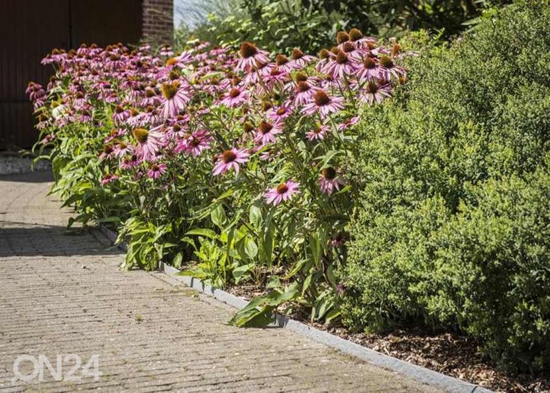 Бордюр Ecolat 14 см, 20 м увеличить