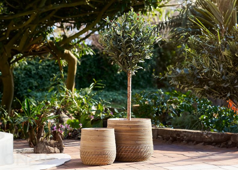 Корзины Moro увеличить