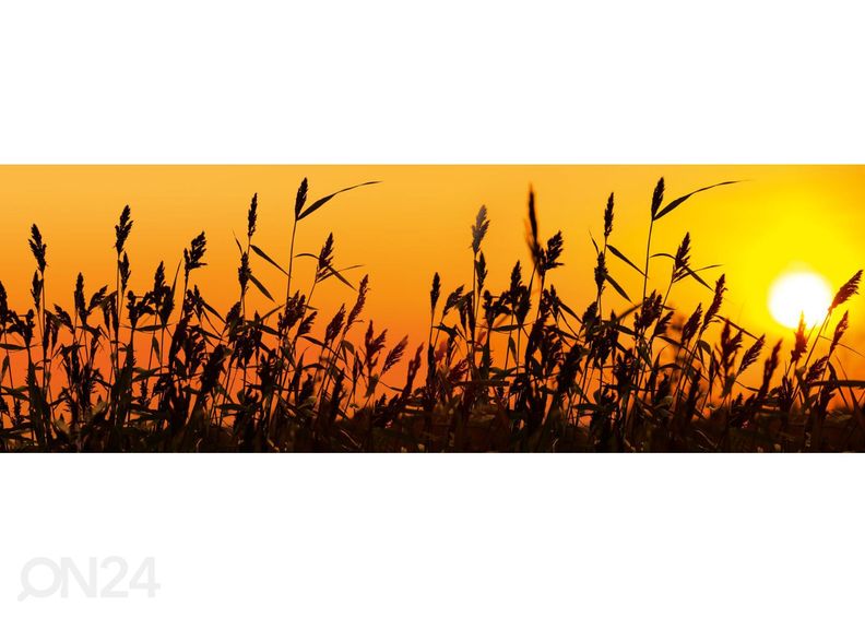 Кухонный фартук Reed against sunset 180x60 см увеличить