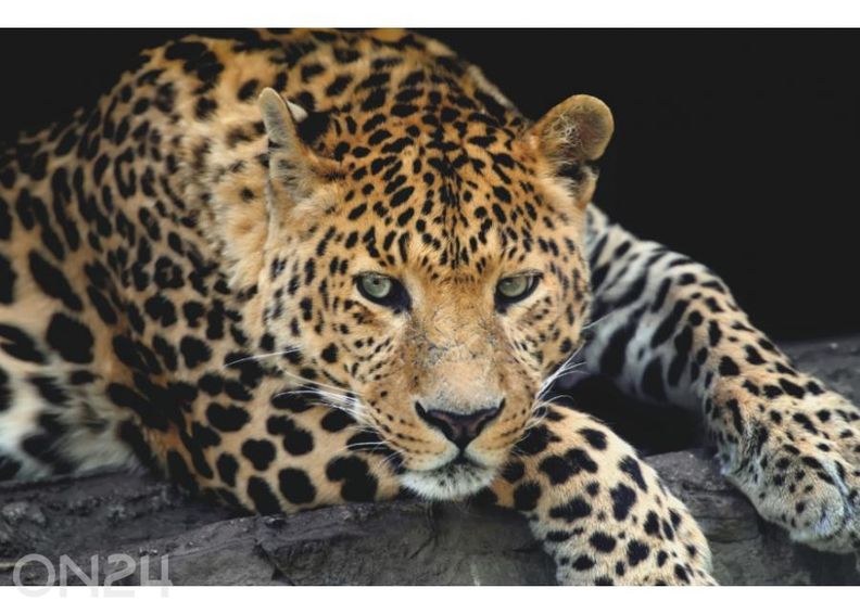 Флизелиновые фотообои Close Up Leopard Portrait 368 x 254 см увеличить