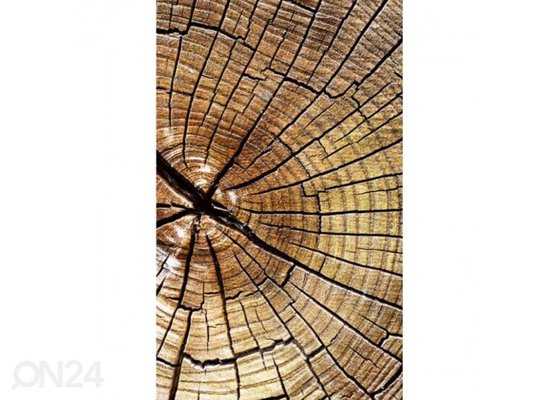 Флизелиновые фотообои Wood 150x250 см увеличить
