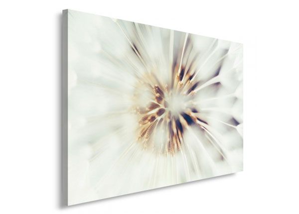 Настенная картина Dandelion, 40x50 см