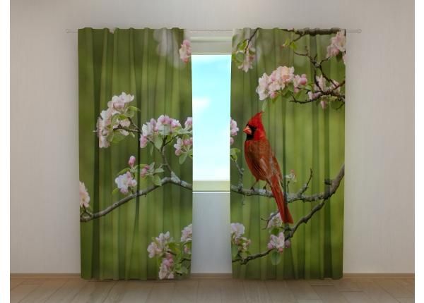 Полузатемняющая фотоштора Bird Cardinal on a Spring Twig 240x220 см