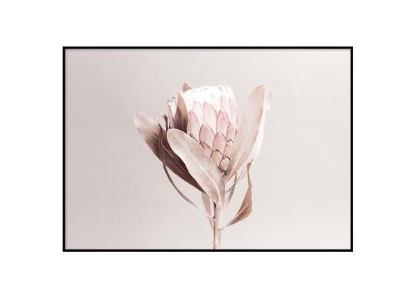 Постер Protea 21x30 см