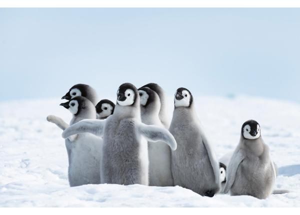 Самоклеящиеся фотообои Emperor Penguins Chicks