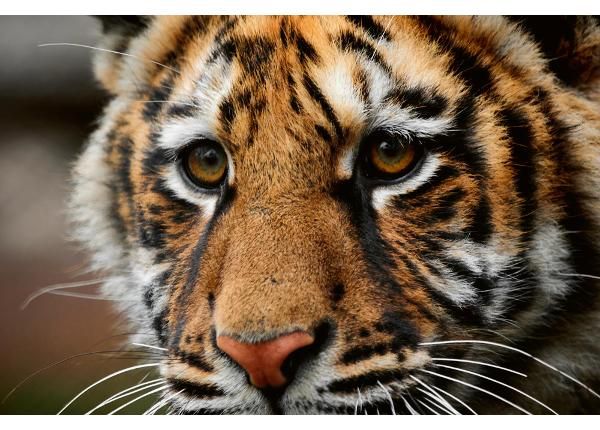 Флизелиновые фотообои Beautiful Big Tiger